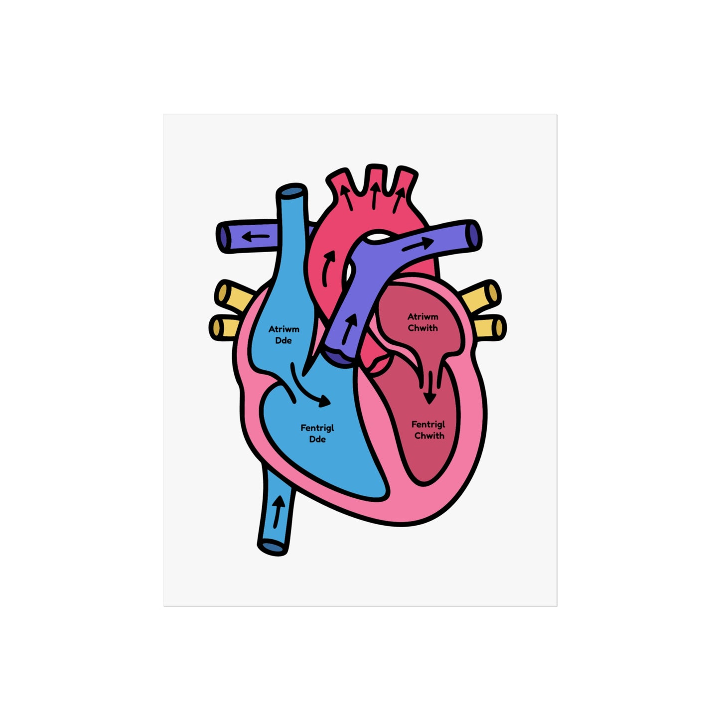 Anatomical Heart Fine Art Poster - Welsh Language